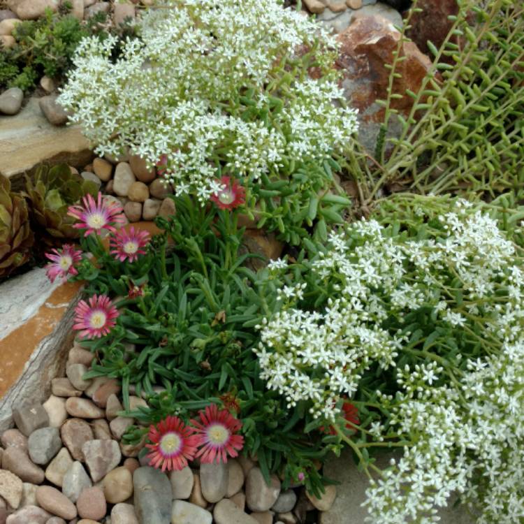 plant image 472146