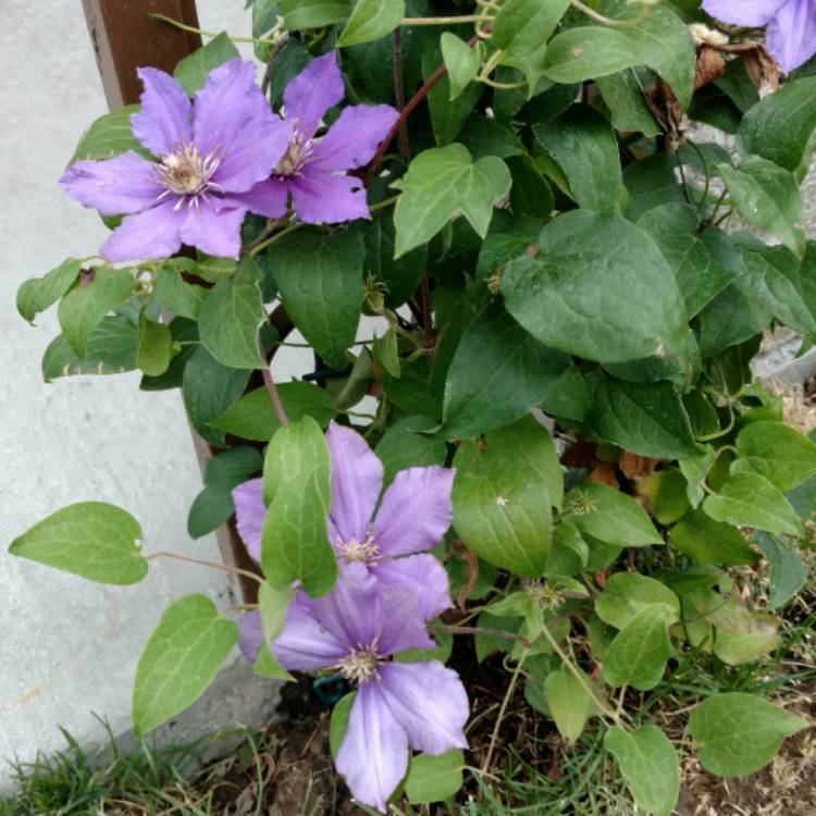 plant image 472155