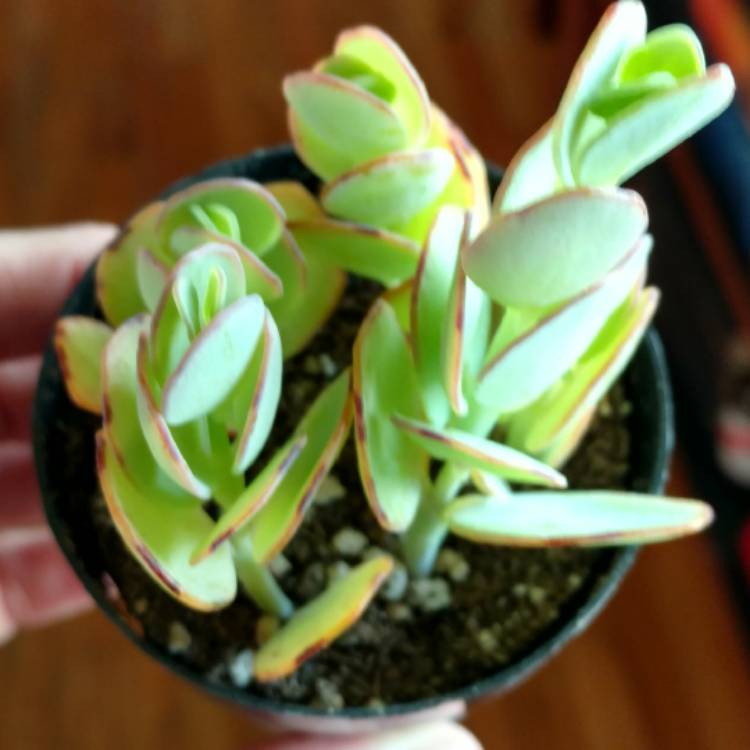 Plant image Kalanchoe marnieriana