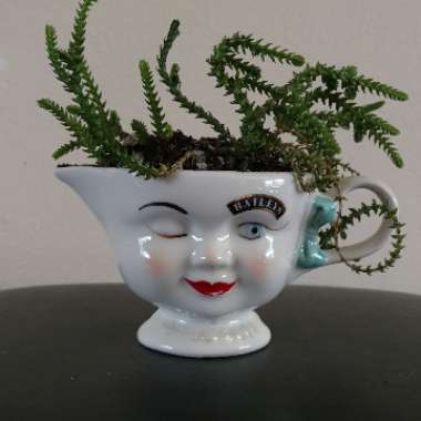 Crassula muscosa
