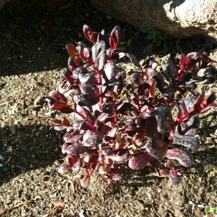 plant image 506105