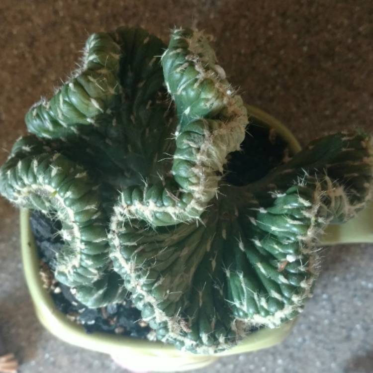plant image 512050