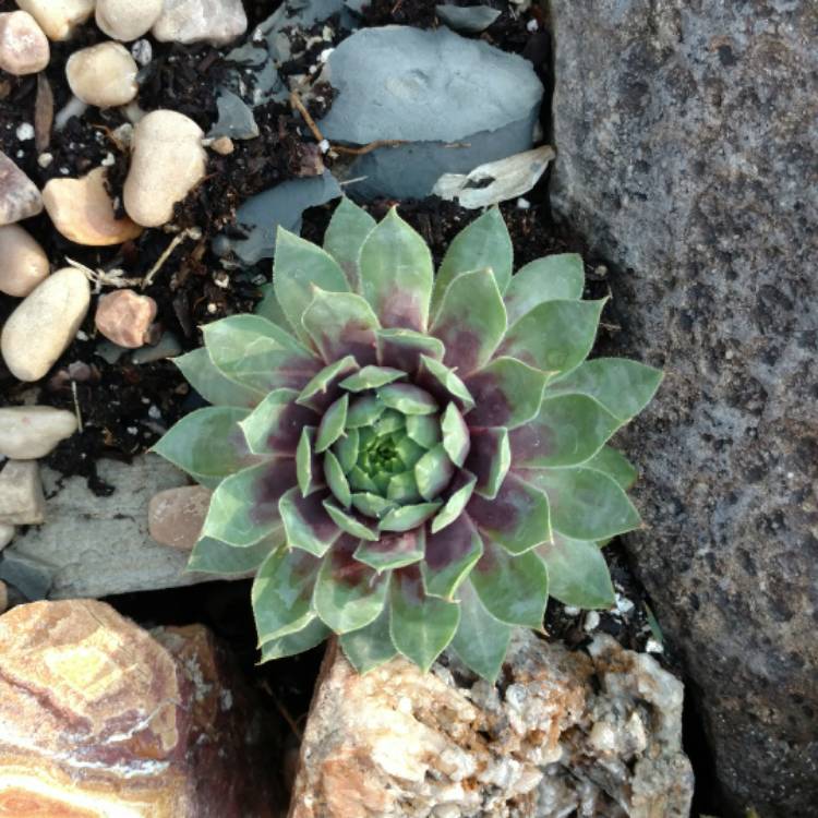 Plant image Sempervivum Cranberry Cocktail