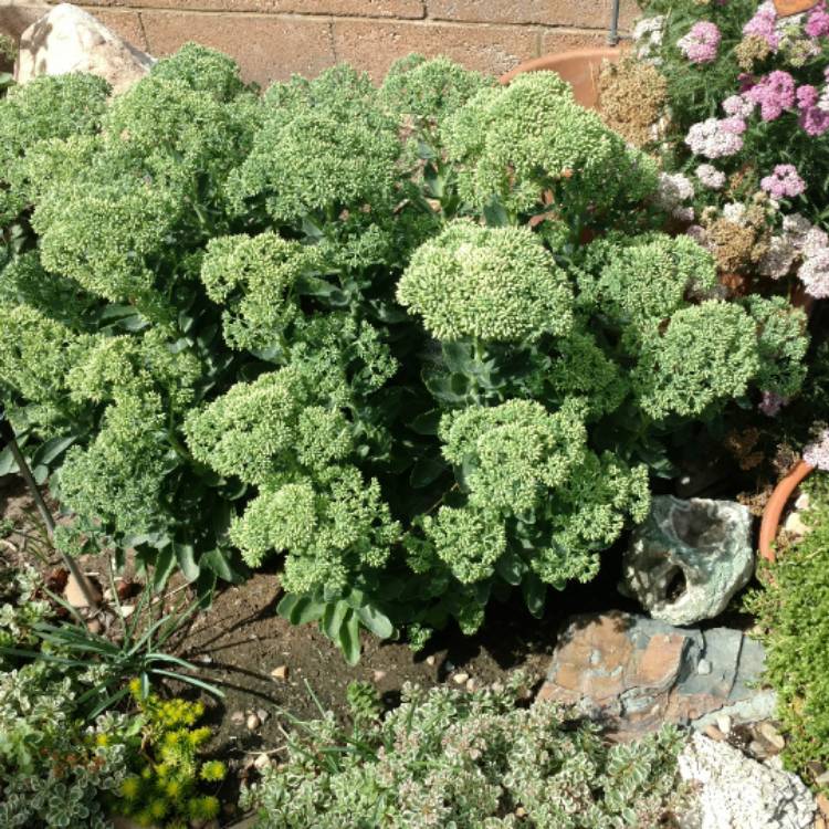 plant image 526201 plant image 526201