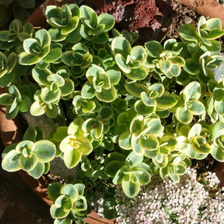 Plant image Sedum 'Sunsparkler Lime Twister'