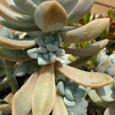 Graptopetalum Paraguayense subsp. Paraguayense