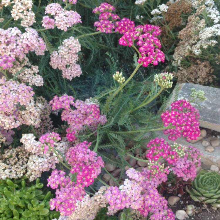 Plant image Achillea millefolium 'Rosea'