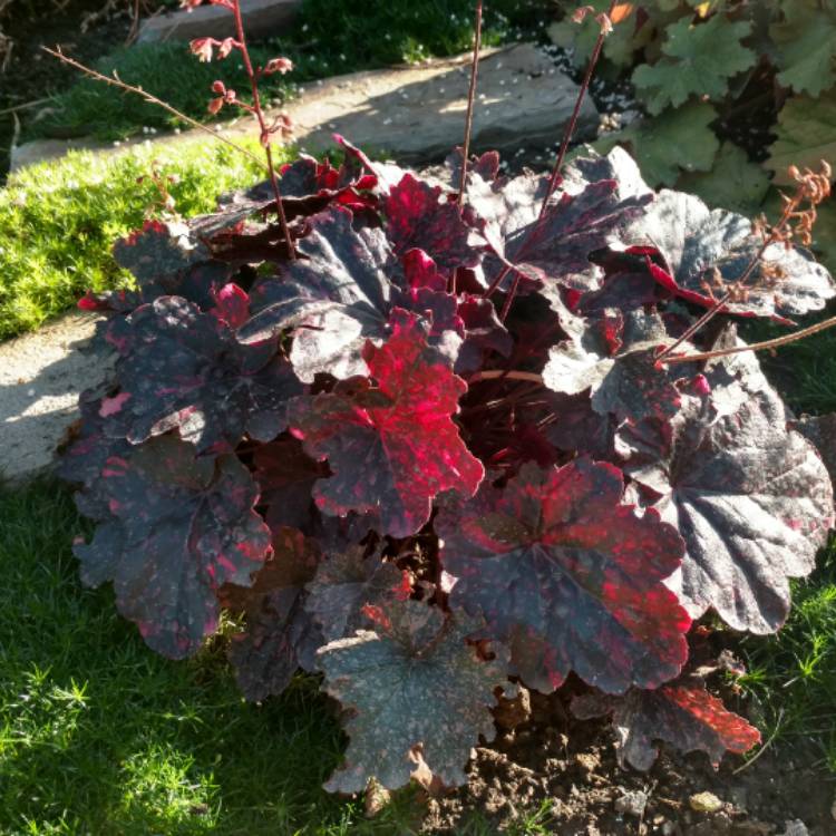 plant image 536306
