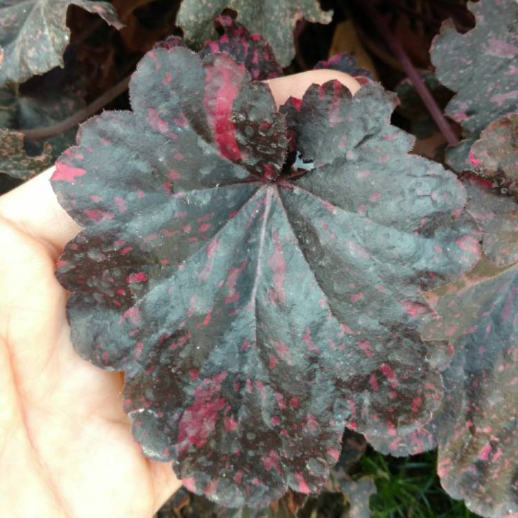 plant image 536341