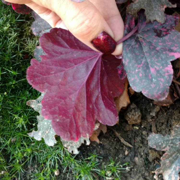 Plant image Heuchera 'Midnight Rose'