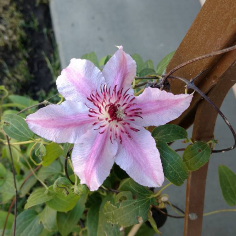 plant image 538383