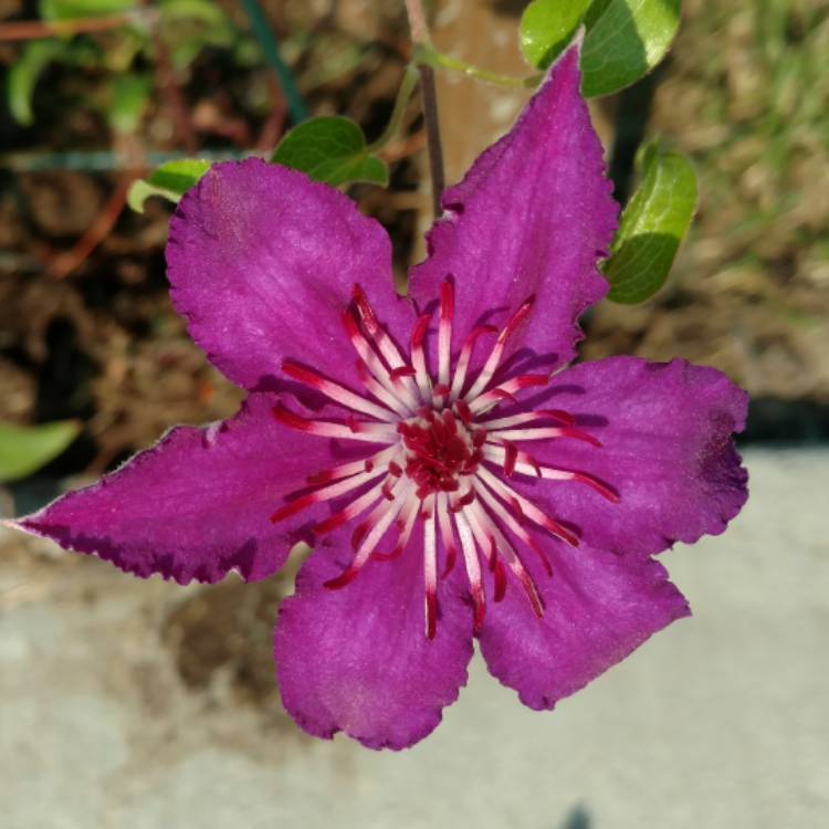 plant image 538384