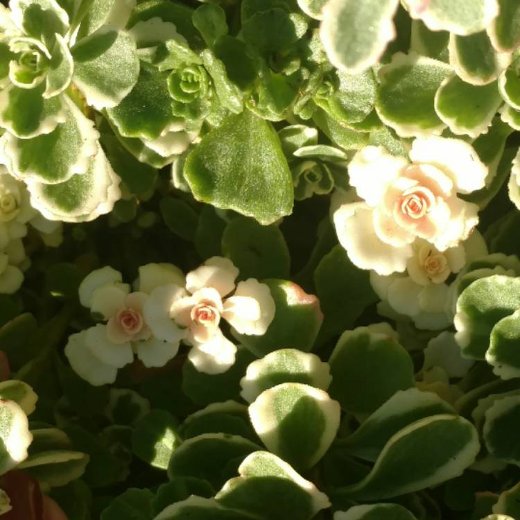 Plant image Sedum Spurium Tricolor