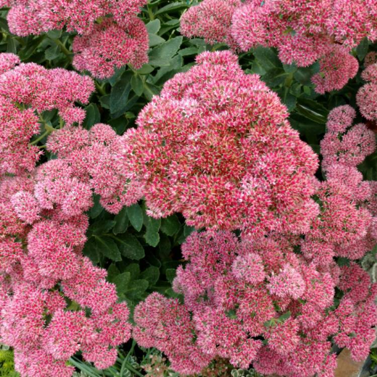 plant image 551250 plant image 551250