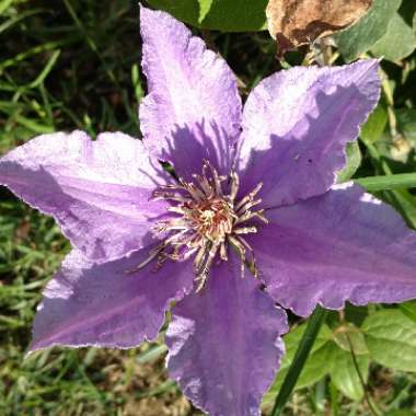 Clematis
