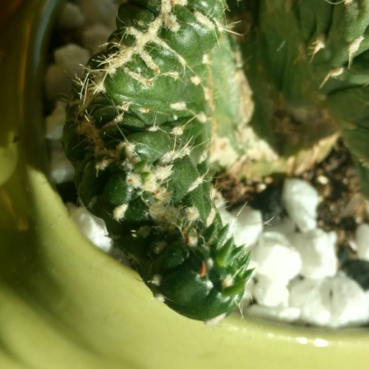 plant image 576424