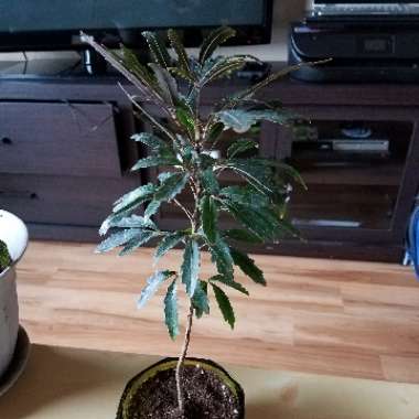 False Aralia 'Castor'