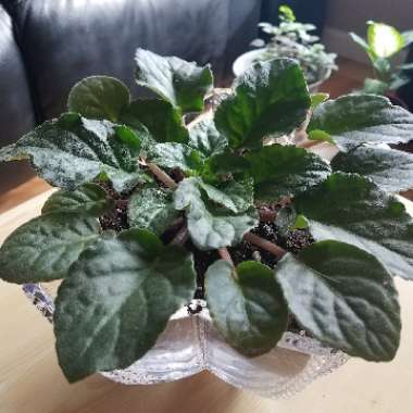 African Violet