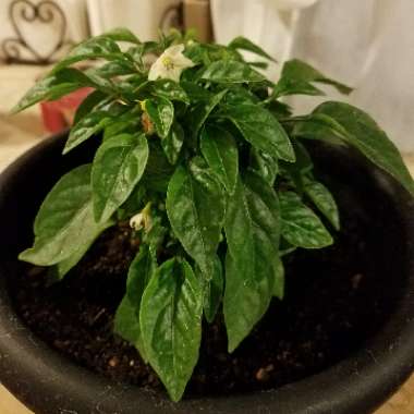 Chilli Pepper 'Piri Piri'