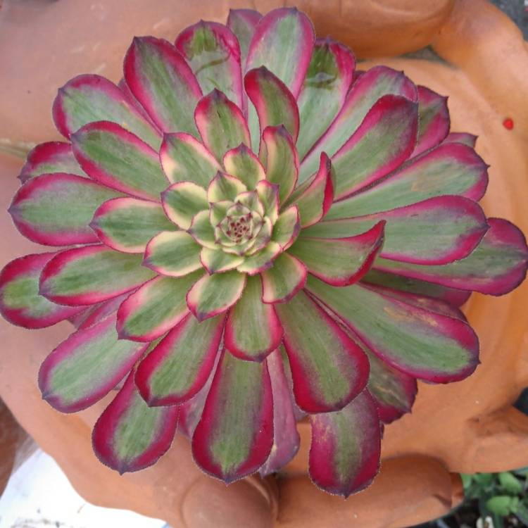 plant image 824045