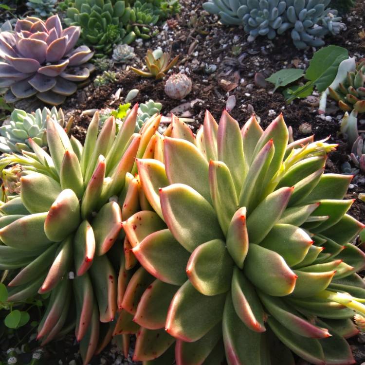 Plant image Echeveria Gilva