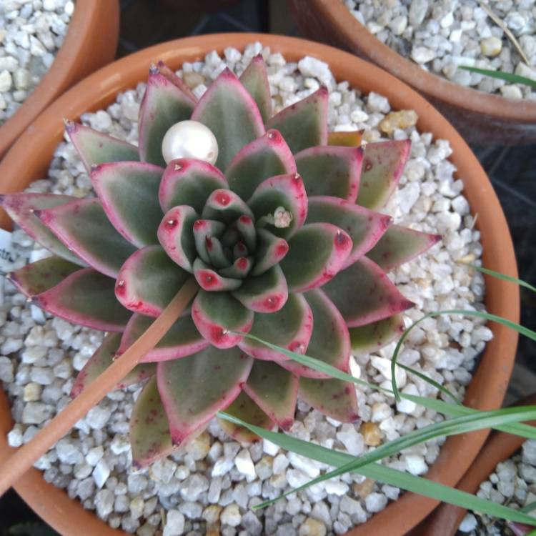 Plant image Echeveria Agavoides Gaya