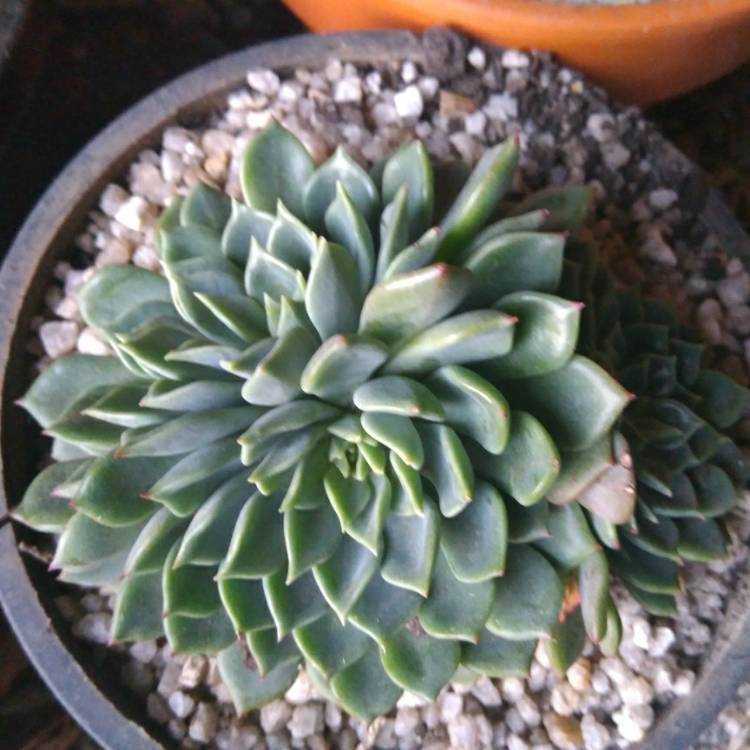 plant image 835008