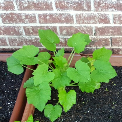 Plant image Cucurbita Pepo var. Cylindrica 'Black Beauty'