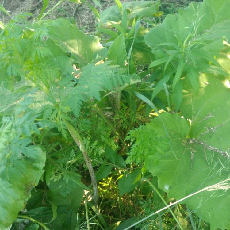 Plant image Arctium lappa