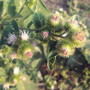 Arctium lappa