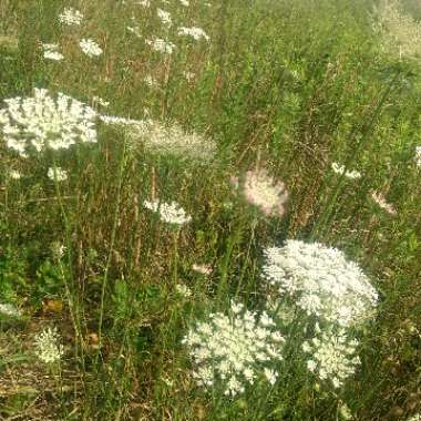 Bishop's weed