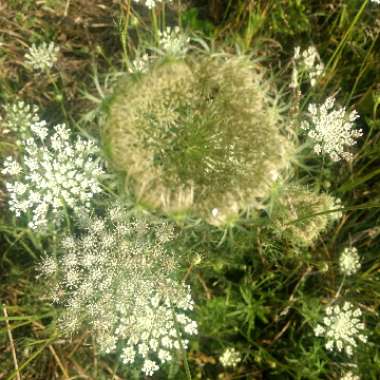 Bishop's weed