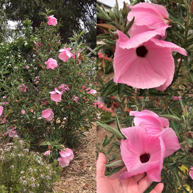 plant image 288870
