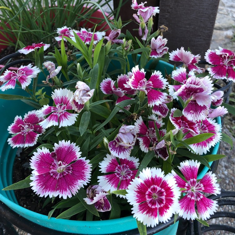 Plant image Dianthus chinensis x barbatus