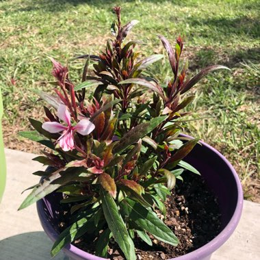 Oenothera lindheimeri 'Pink Dwarf' syn. Gaura lindheimeri 'Pink Dwarf'