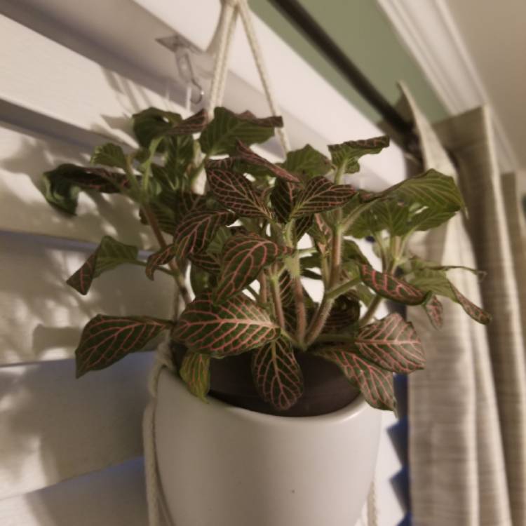 Plant image Fittonia Verschaffeltii 'Pink Angel'