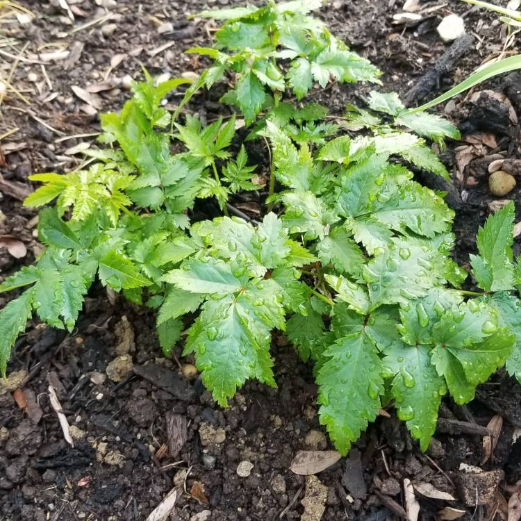 Plant image Astilbe x arendsii 'Rheinland'