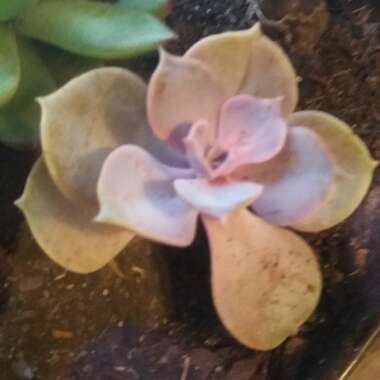 Echeveria Perle Von Nurnberg
