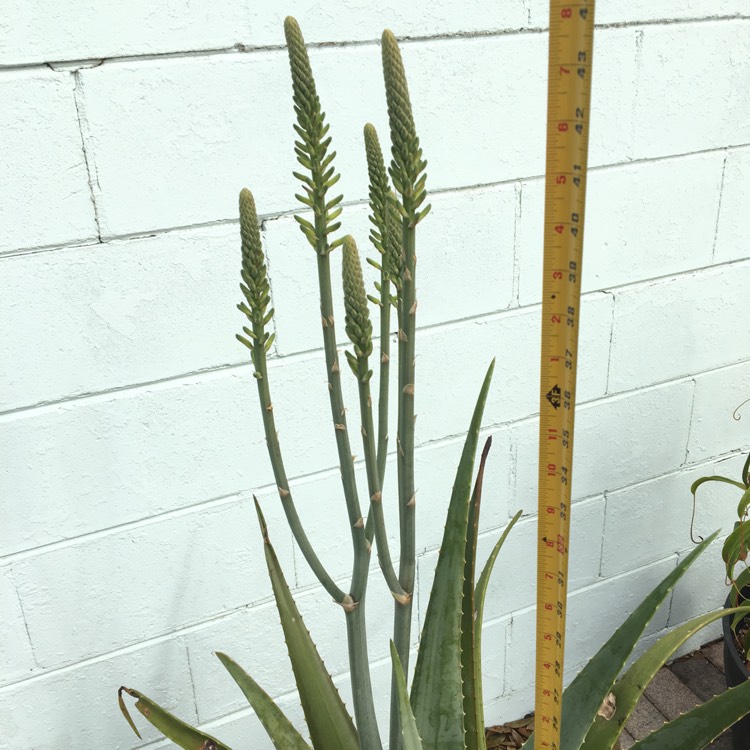 plant image 951180