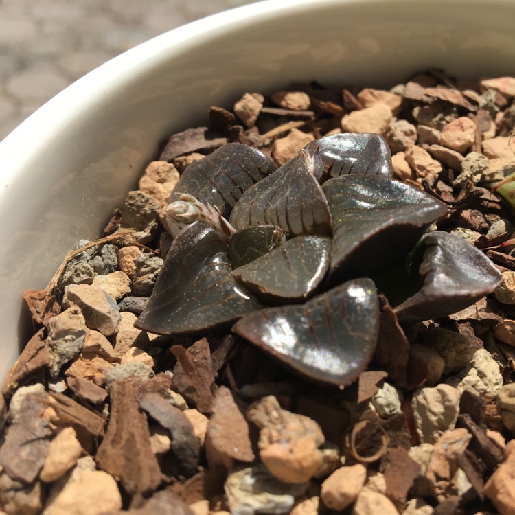 plant image 958172