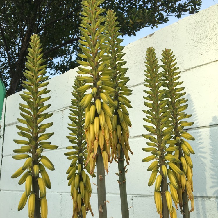 plant image 958717