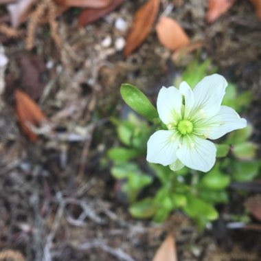 Venus Fly Trap