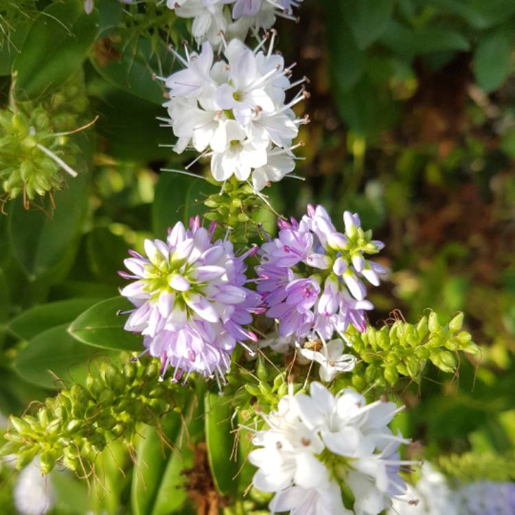 Plant image Hebe franciscana 'Blue Gem'