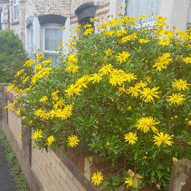 Euryops chrysanthemoides