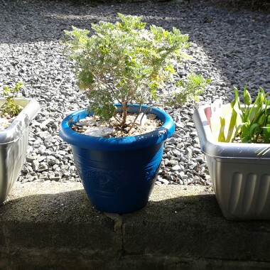 Artemisia 'Powis Castle'