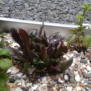 Beardtongue 'Husker Red'
