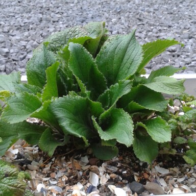 Strawberry Foxglove