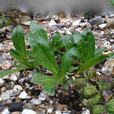 Gentian Speedwell