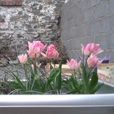 Tulip