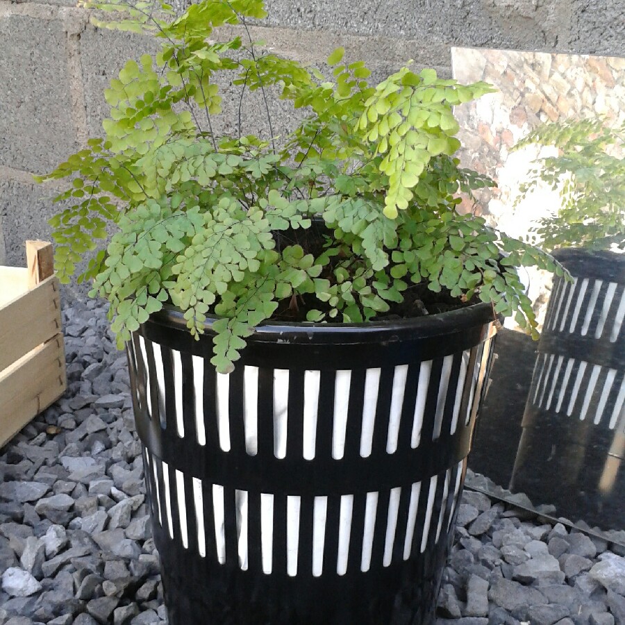 Himalayan Maidenhair Fern